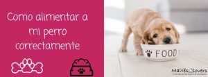 que come un perro