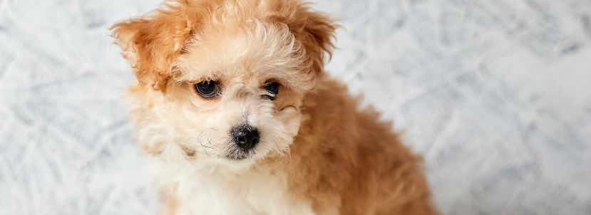 Maltipoo en Barcelona o Cataluña, de cría responsable y ética