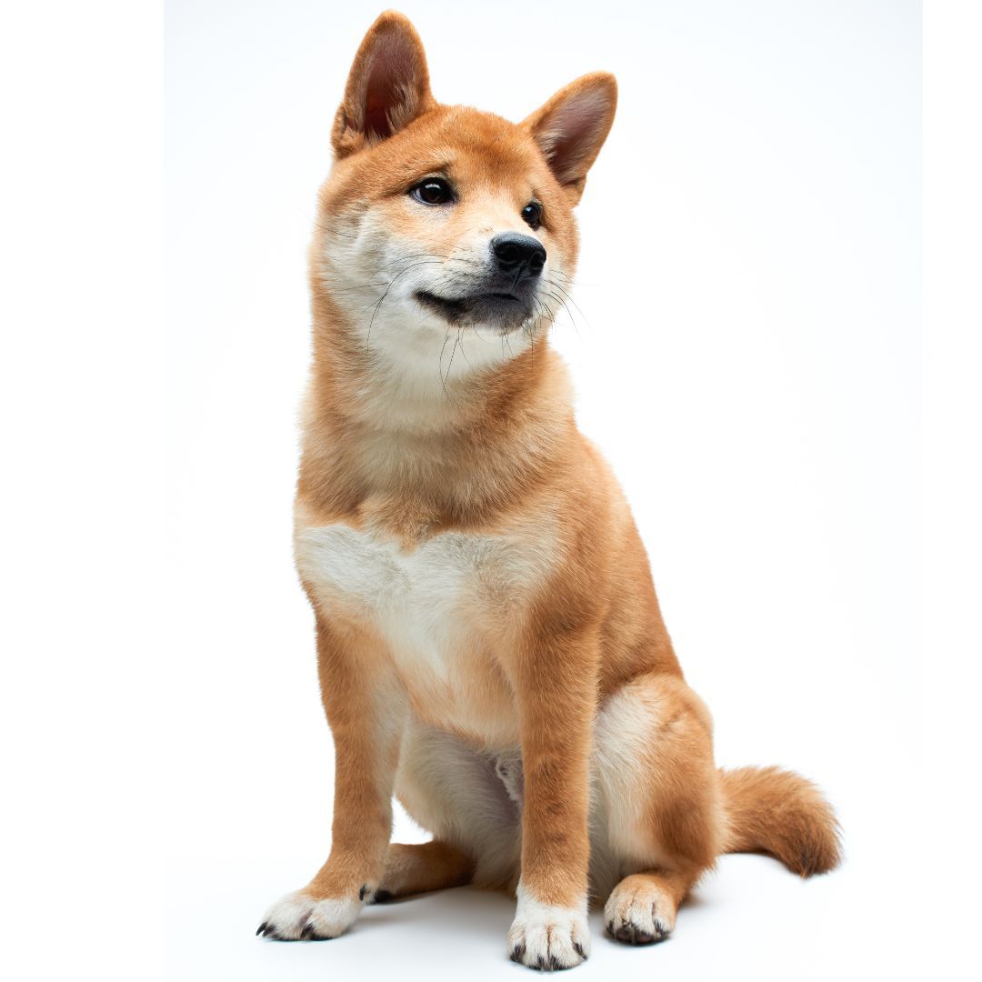 comprar Shiba Inu