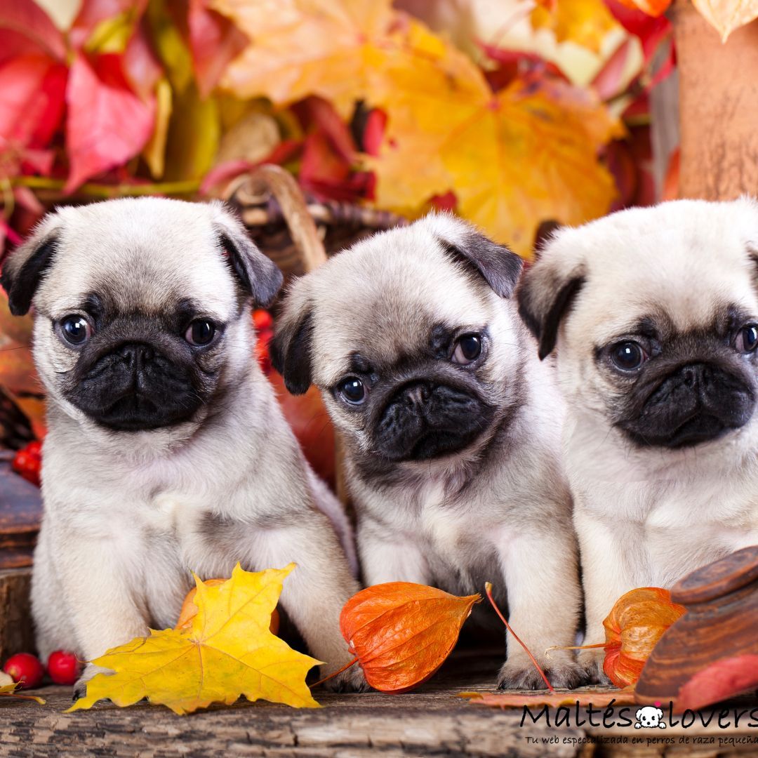 Cuanto cuesta un Pug carlino Cuanto cuesta un Pug carlino