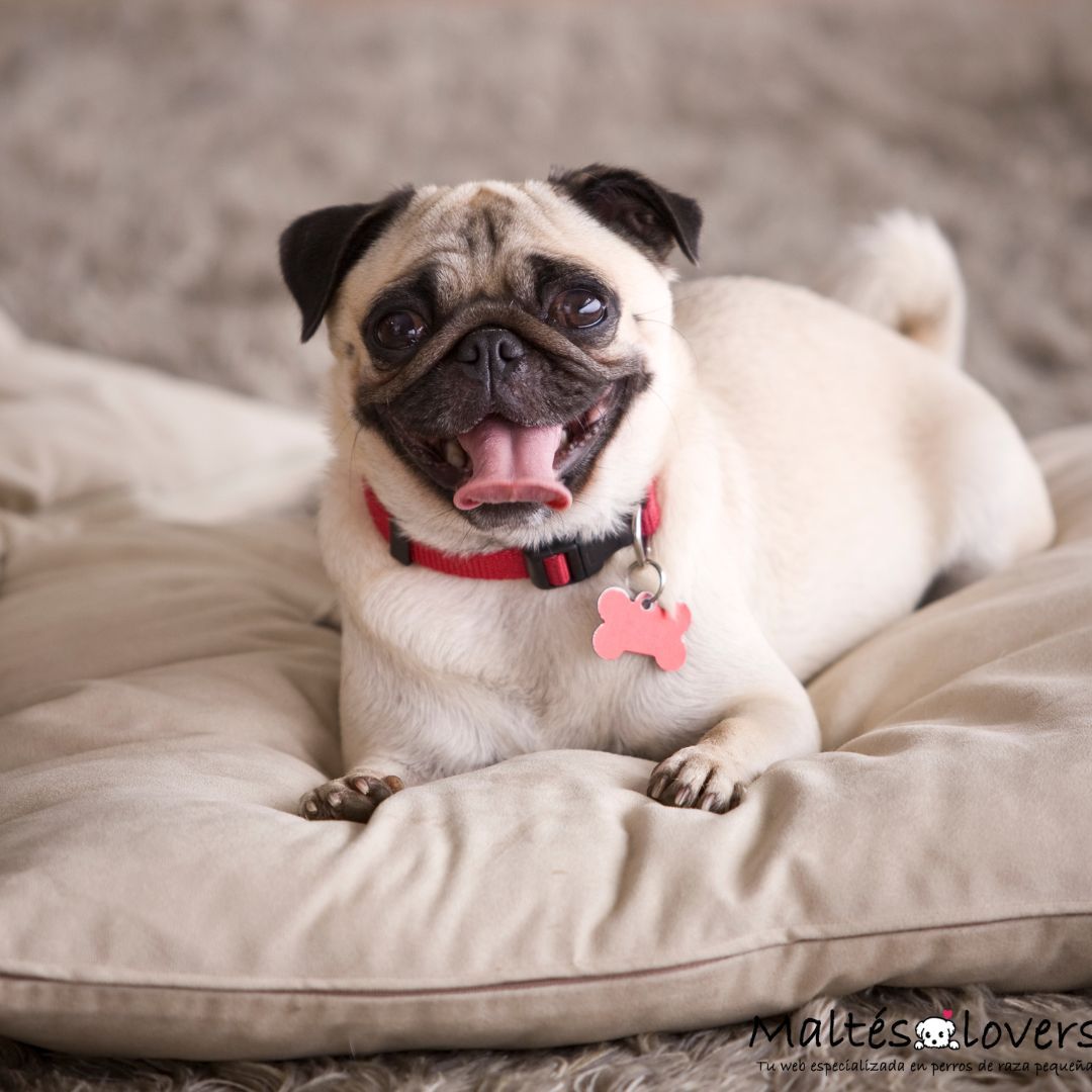 Cuanto vale un Pug carlino Cuanto vale un Pug carlino