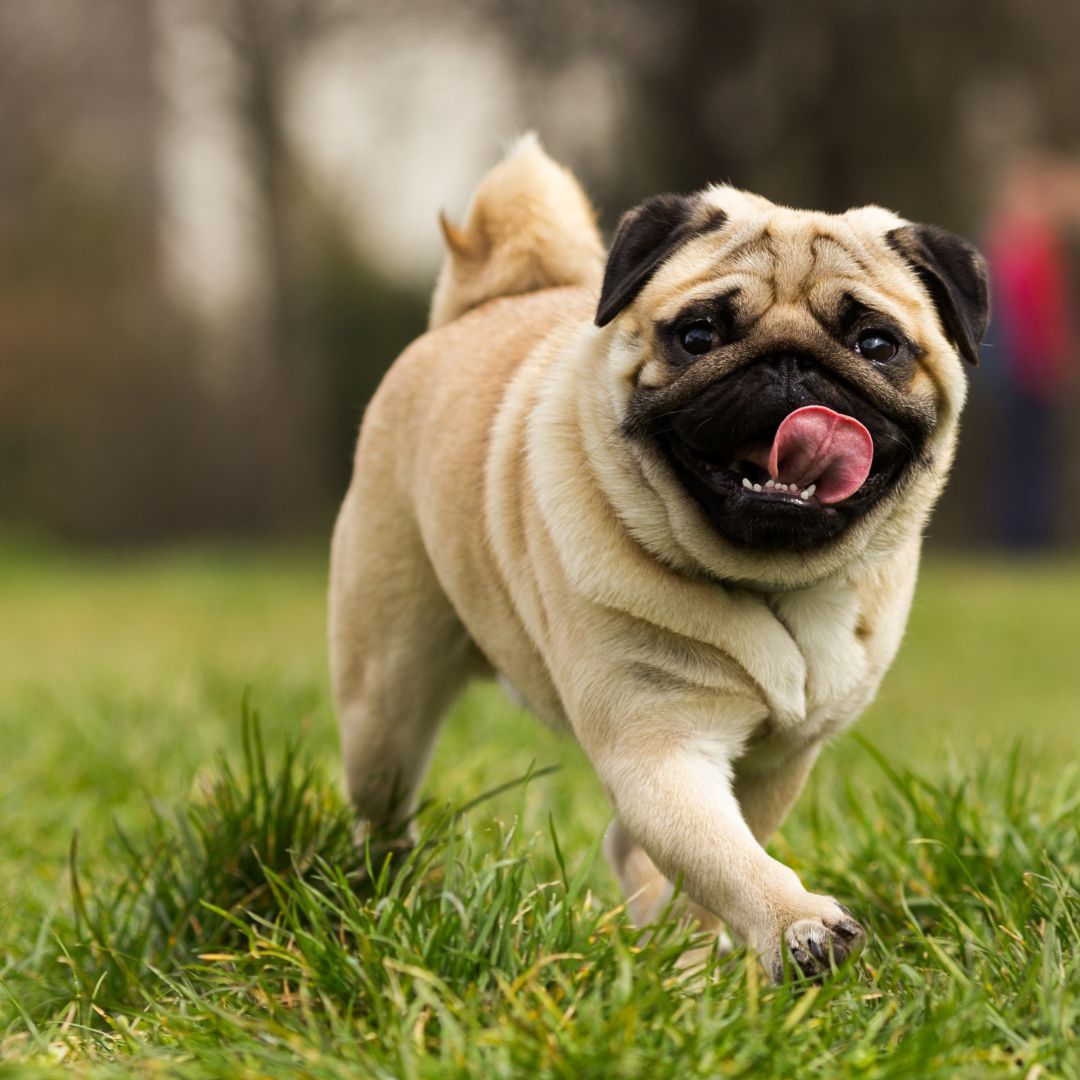 Pug precio Pug precio