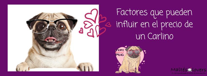 Precio del Carlino. ¿Cuánto vale un Pug en España?