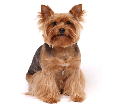 Yorkshire terrier cachorro Yorkshire terrier cachorro