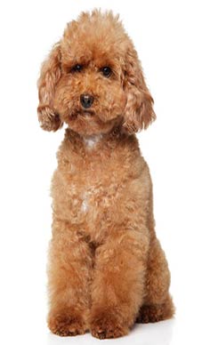 Adquirir un Caniche toy en Murcia
