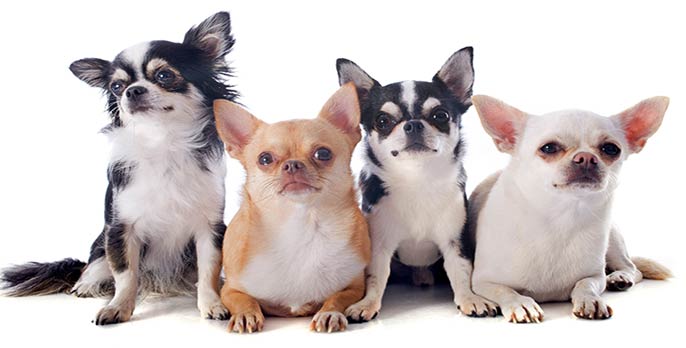 Chihuahua en Barcelona y Cataluña, de cría responsable y ética