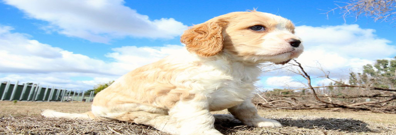 Cavapoo en Madrid, de cría responsable y ética