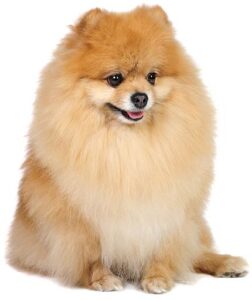 Pomerania coste Barcelona Pomerania coste Barcelona