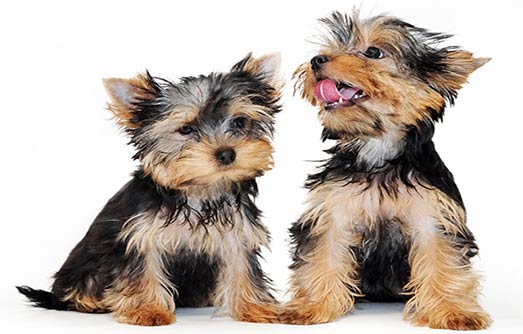 Yorkshire Terrier en Barcelona y Cataluña