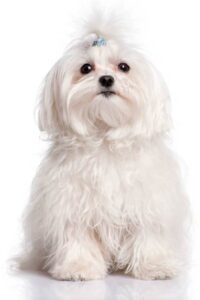 adquirir bichon maltes madrid