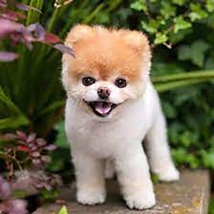 centro de cria-de-pomerania-en-madrid centro de cria-de-pomerania-en-madrid