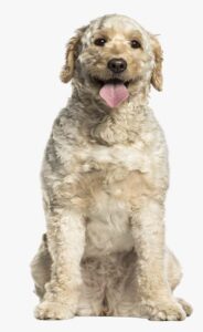 labradoodle en madrid labradoodle en madrid