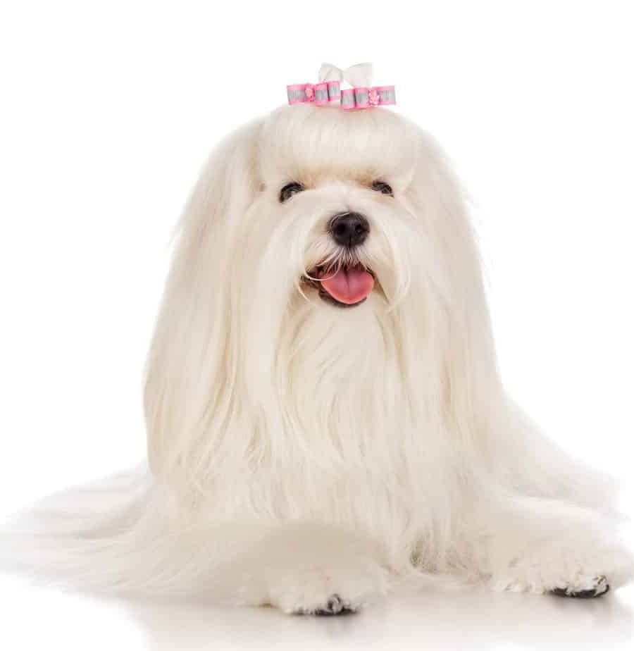 profesional bichon barcelona