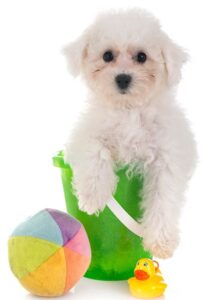 profesional en la cria de bichon-mlates-almeria