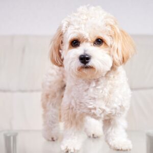 profesionales cria de maltipoo barcelona