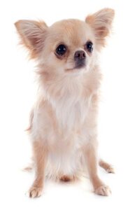 profesionales de cria de-chihuahua-en-Madrid profesionales de cria de-chihuahua-en-Madrid