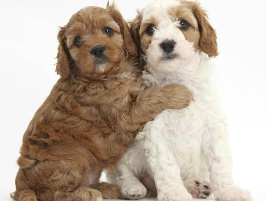 Criadores de Cavapoo éticos: Descubre nuestros cachorros Cavapoos de excelentes características