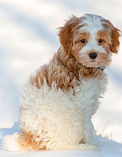 cavapoo criadero