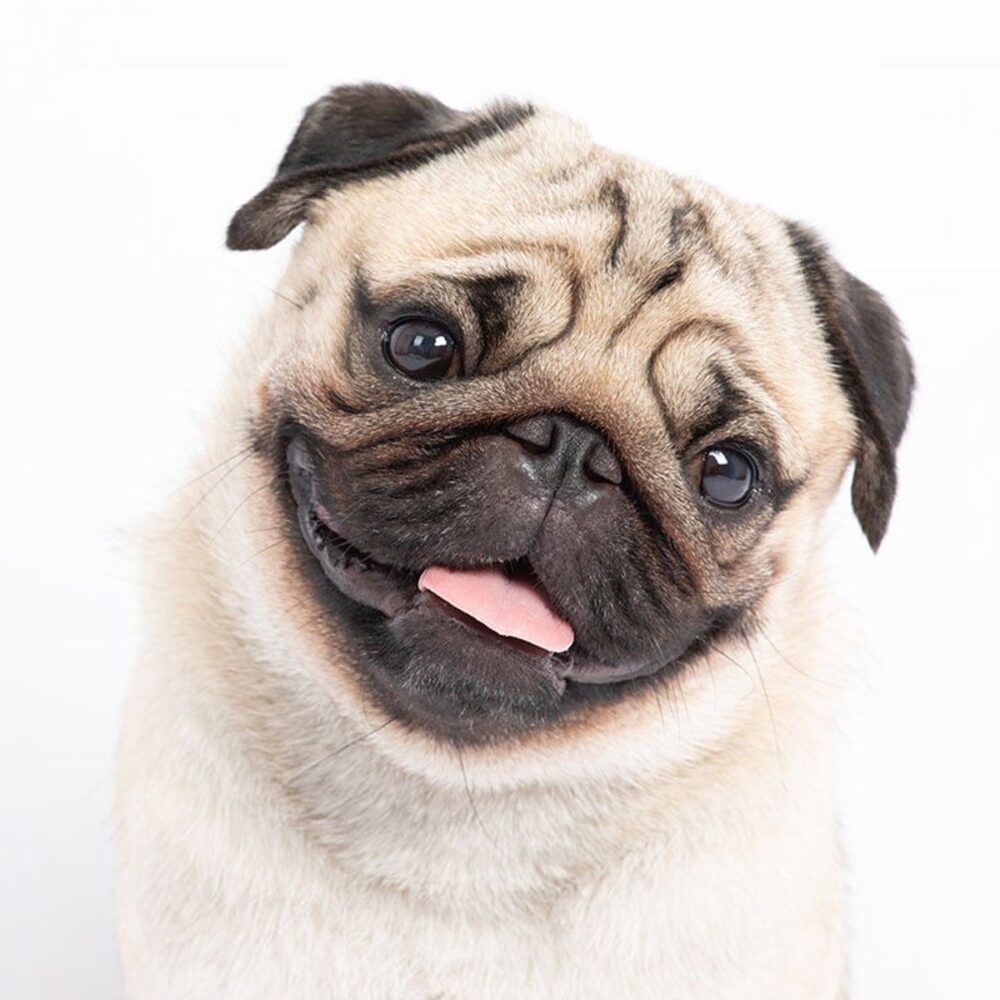 Criaderos de Carlino éticos y responsables para adquirir un cachorro Pug