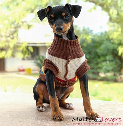 criadero de pinscher miniatura