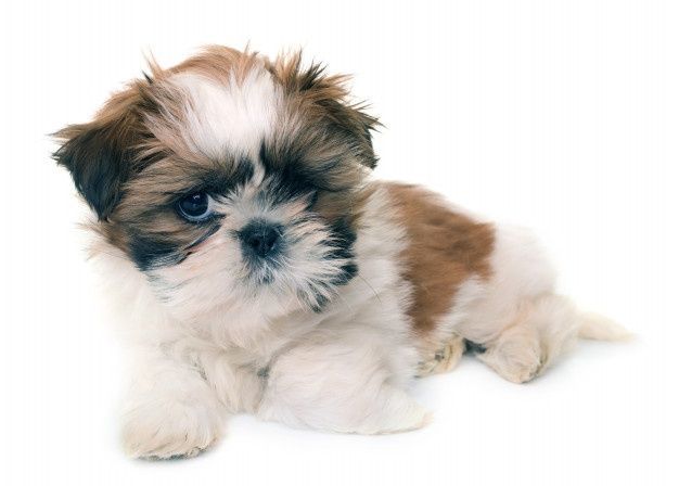 criadero de shih tzu
