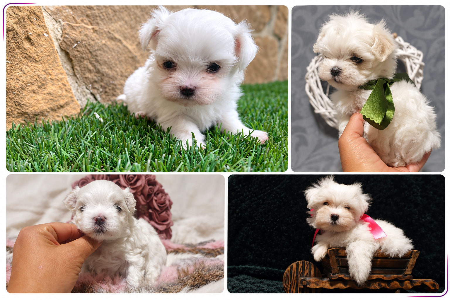 bichon-maltes-cuidados-alimentacion bichon-maltes-cuidados-alimentacion