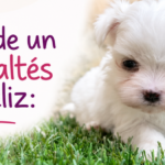 bichon-maltes-sano-feliz