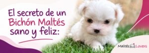 bichon-maltes-sano-feliz
