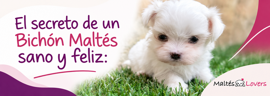 El secreto de un Bichón Maltés sano y feliz: cuidados, características y alimentación