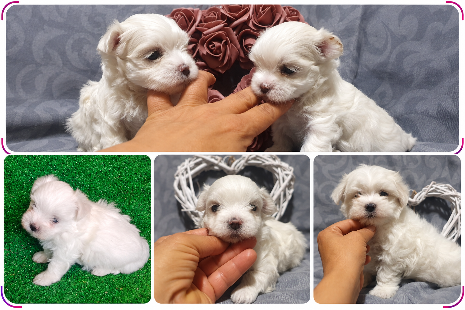 cuidados del bichon maltes cuidados del bichon maltes